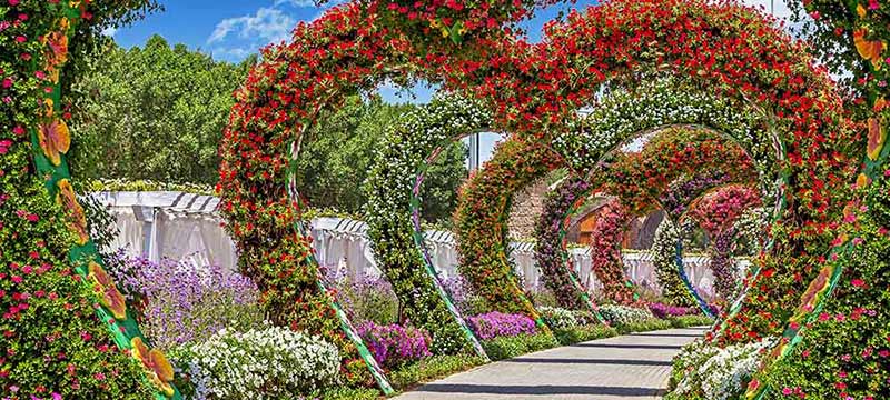 Dubai Miracle Garden Facts Information Photos Tickets Timings