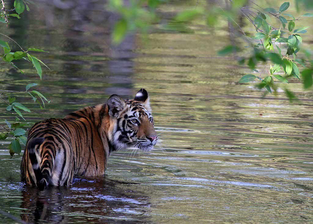 Bandhavgarh National Park in Madhya Pradesh