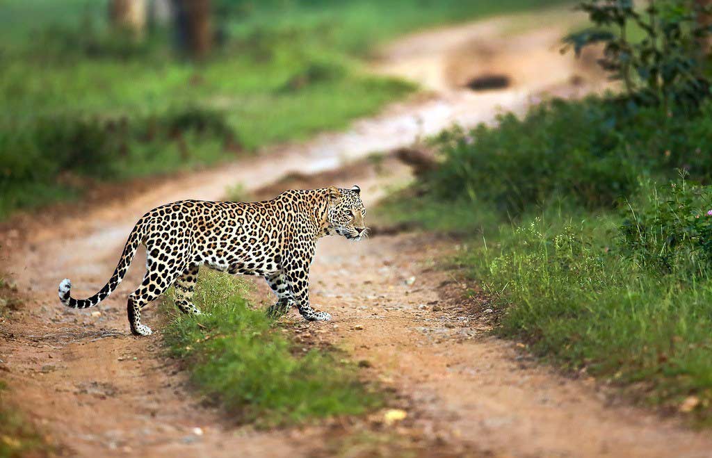 Bandipur National Park in Karnataka