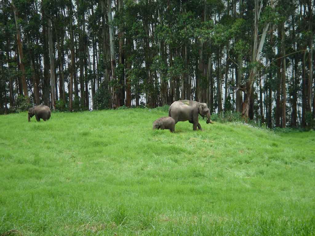 Chinnar Wildlife Sanctuary