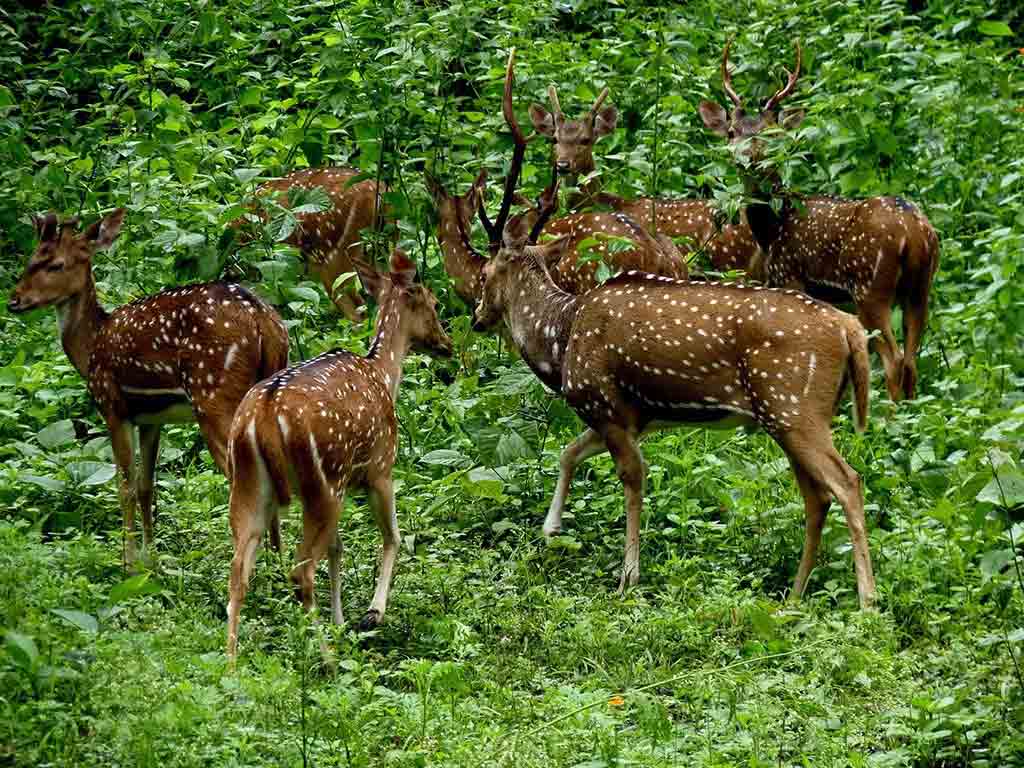 Periyar Wildlife Sanctuary in Kerala