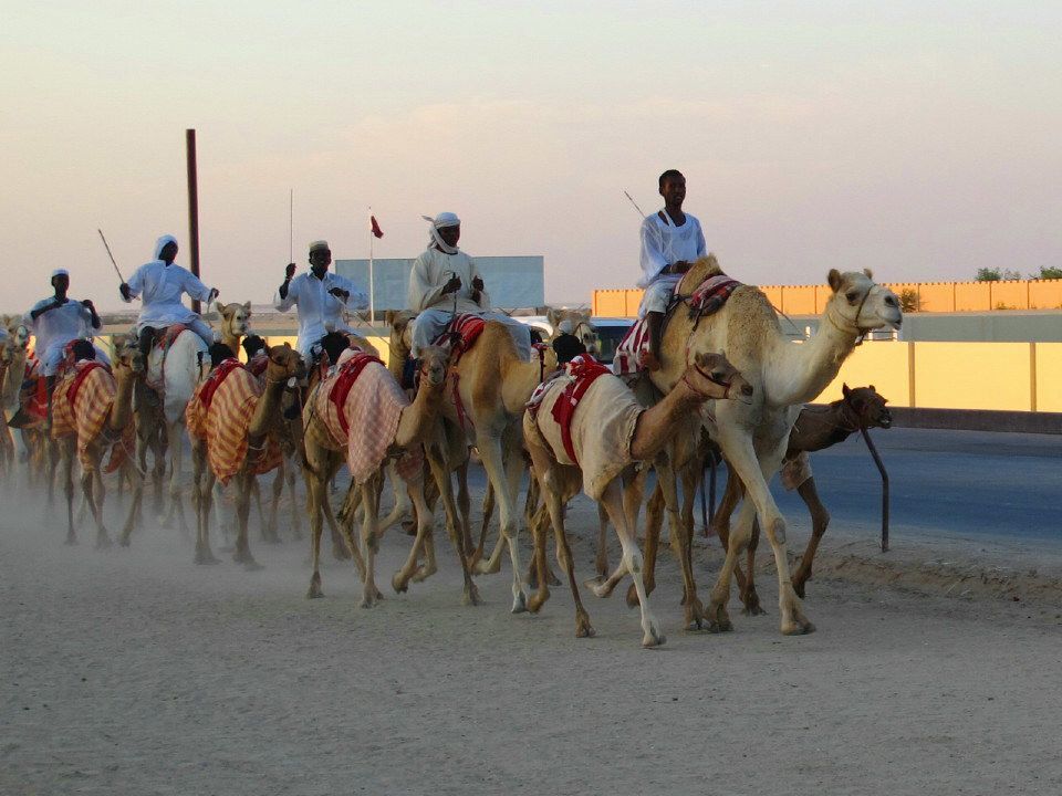Al Shahaniya Camel Race