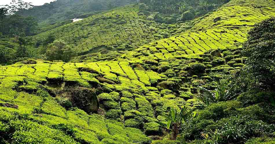 Cameron Highlands