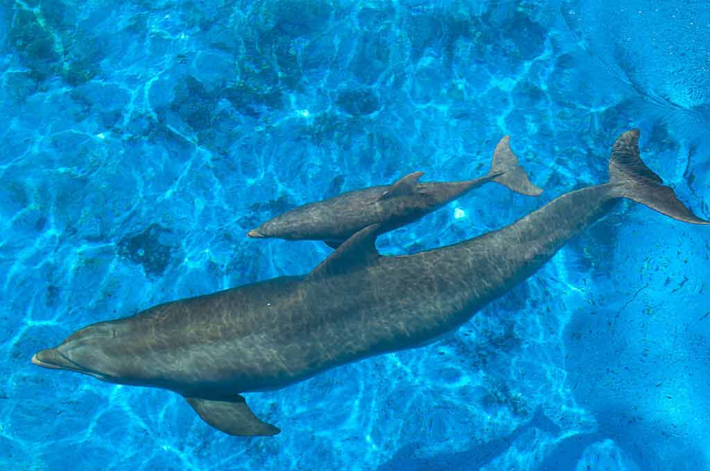 Fort Walton Beach ,Gulfinarium