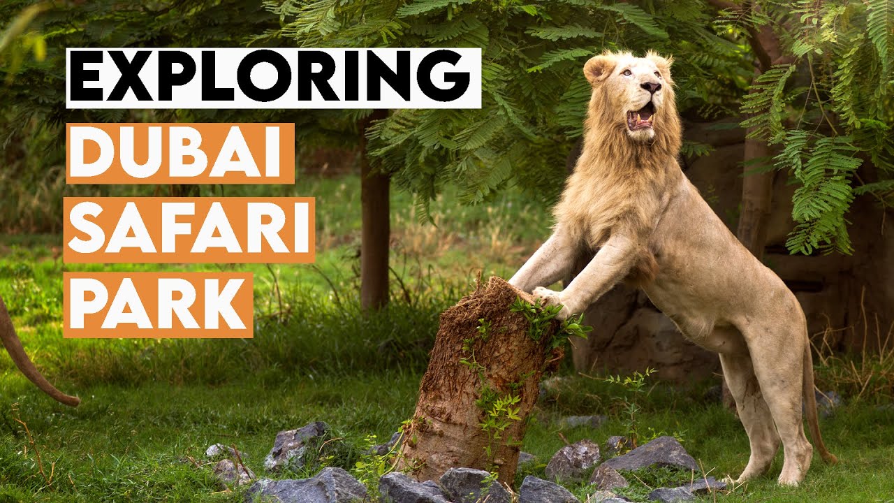 Dubai Safari Park 2021 | New safety guidelines + Complete Tour of Park  | Rayna Tours