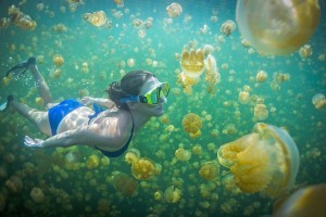 Jellyfish Lake Palau