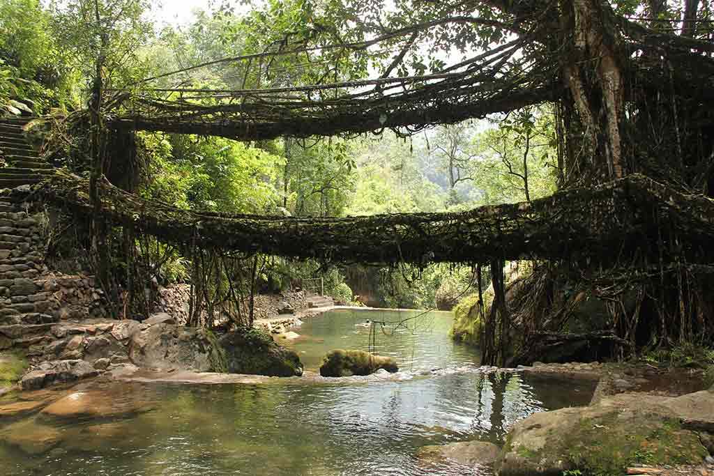 Bridge of living roots Cherrapunji Meghalaya