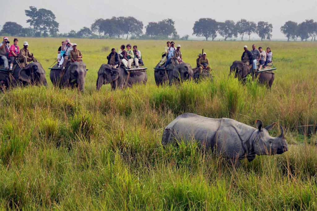 kaziranga national park in Assam