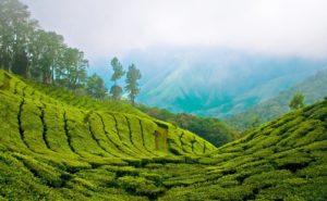 Hill station in Munnar