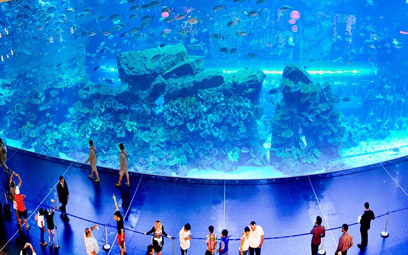 Interesting Dubai Mall Aquarium