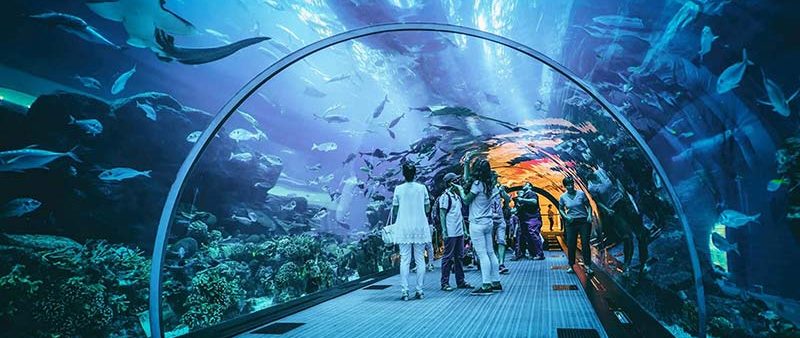 Dubai Aquarium and Underwater Zoo 
