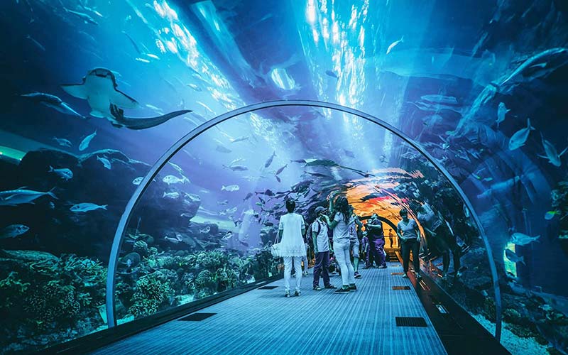 dubai mall aquarium tour