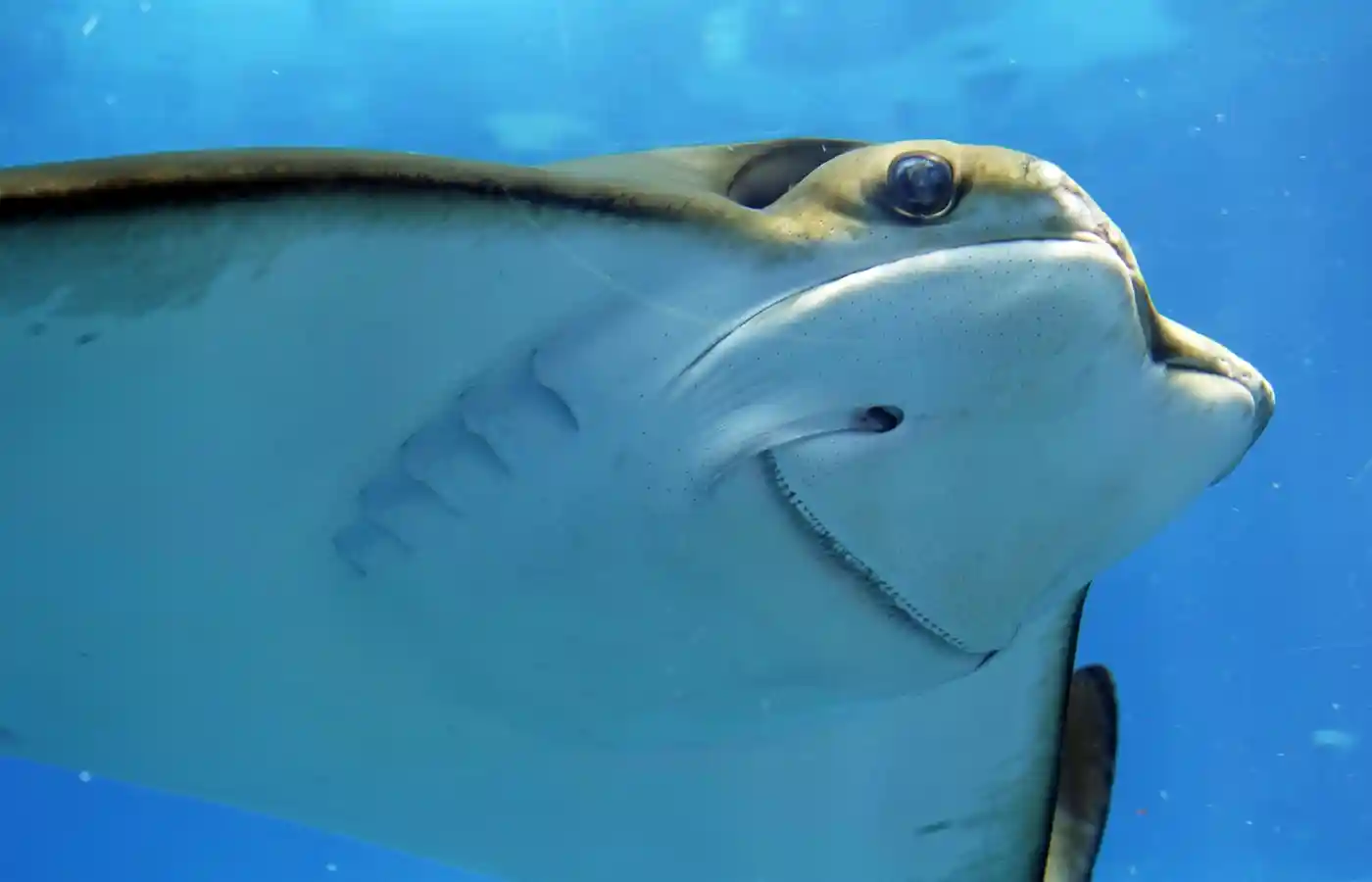 Sea whale in water body.