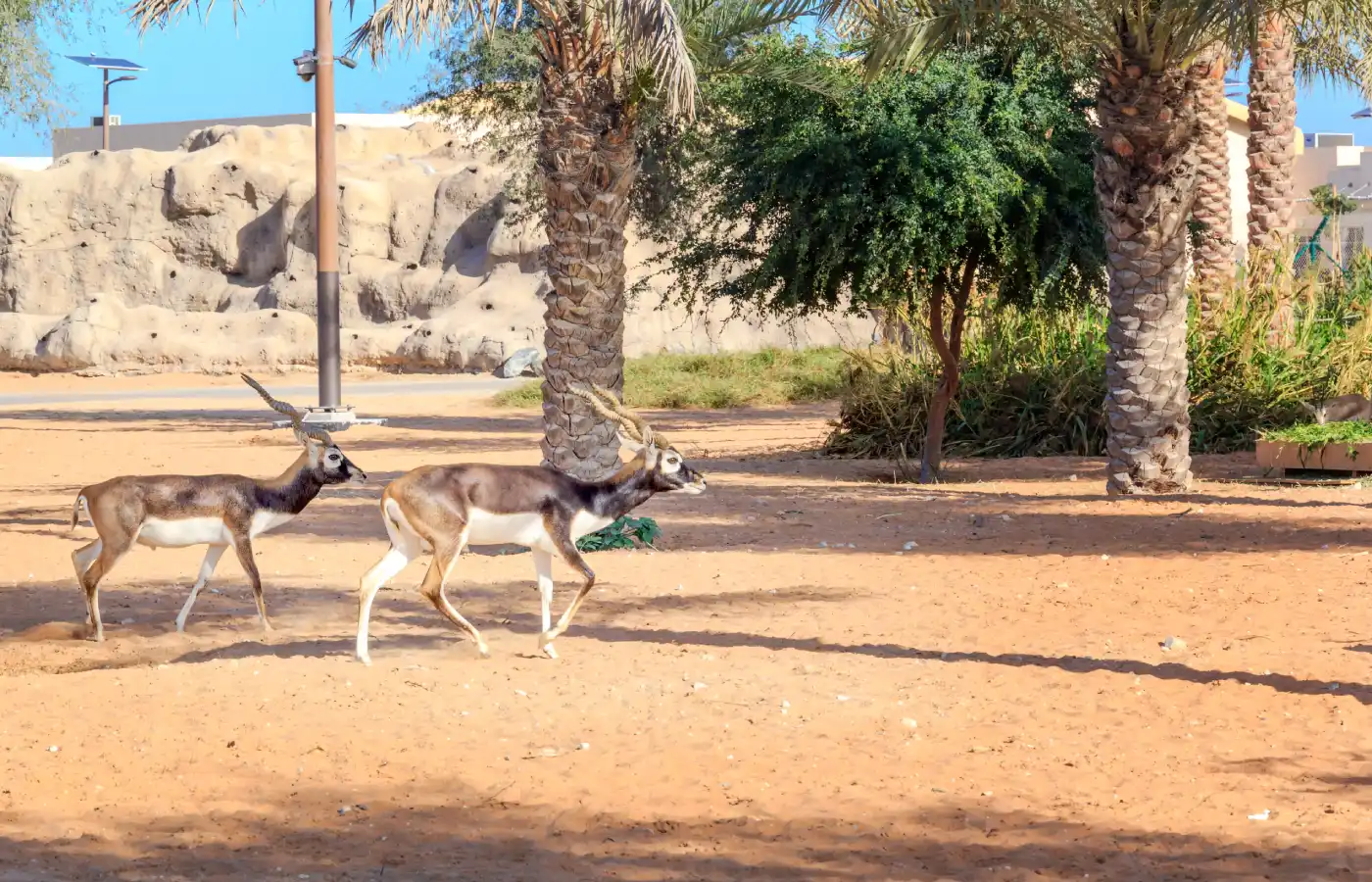 Two gazelles are running in an open-air cage Dubai Safari Park.