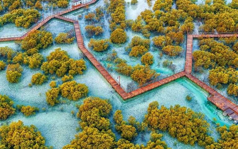 A Comprehensive Jubail Mangrove Park Guide Location Timing And Tips