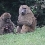 featured image of 2 monkeys in Nairobi.