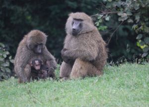 featured image of 2 monkeys in Nairobi.