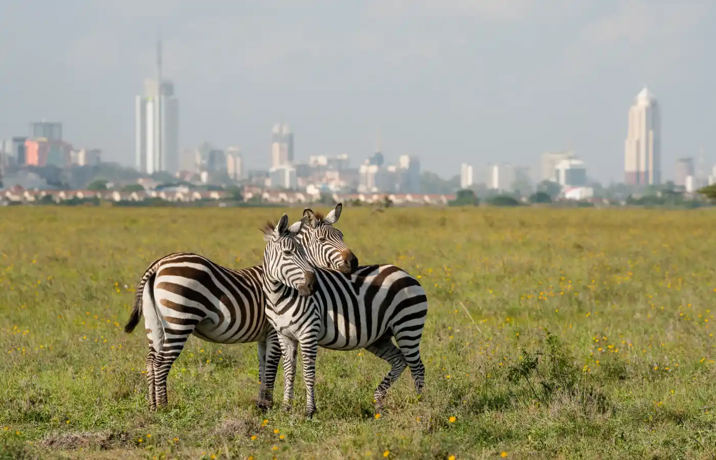 Zebras in Nairobi national park