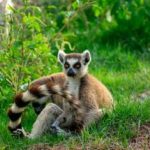 a small brown and white anima sitting in the grass.