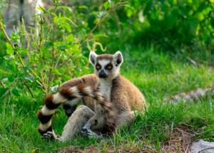 a small brown and white anima sitting in the grass.