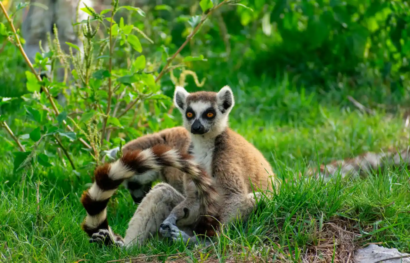 a small brown and white anima sitting in the grass.