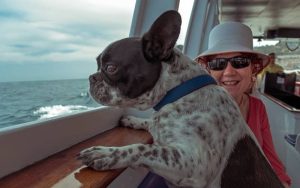 A french bulldog sitting near a woman.