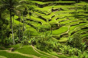 Scenic green rice terraces surrounded by mountains and lush landscapes
