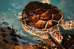 Visit The Underwater World Pattaya