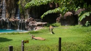 Tiger walking in its enclosure at Bali Safari and Marine Park