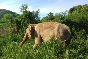 Get up close with Gentle Giants at Pattaya Elephant Sanctuary