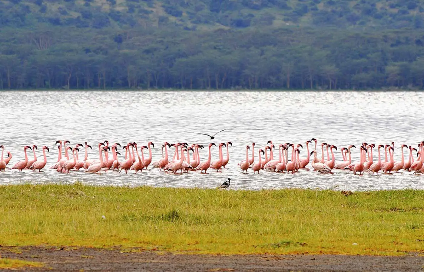 Flamingo in Kenya’s natural landscape