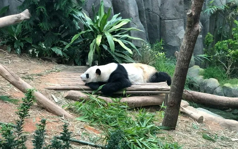 BestSingaporeAnimalShows