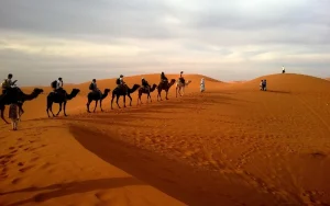 Desert Caravan Abu Dhabi