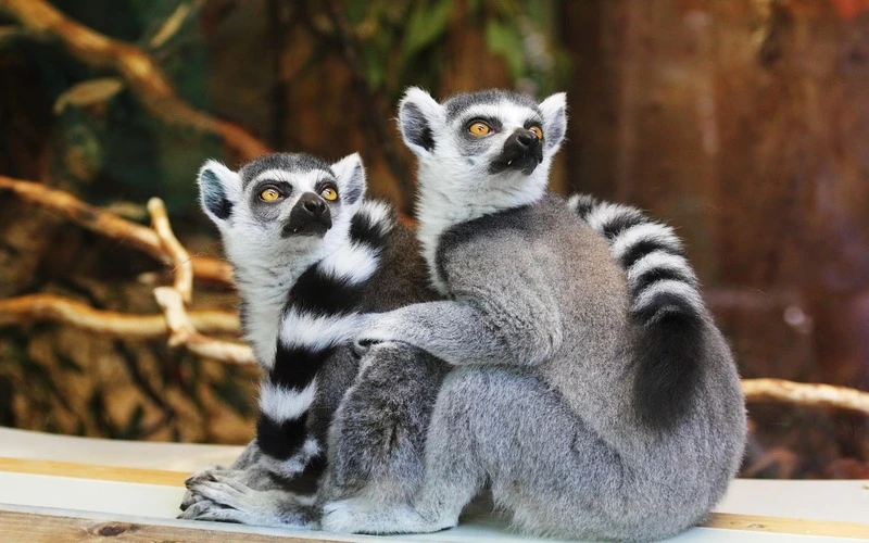 Ring-tailed Lemurs