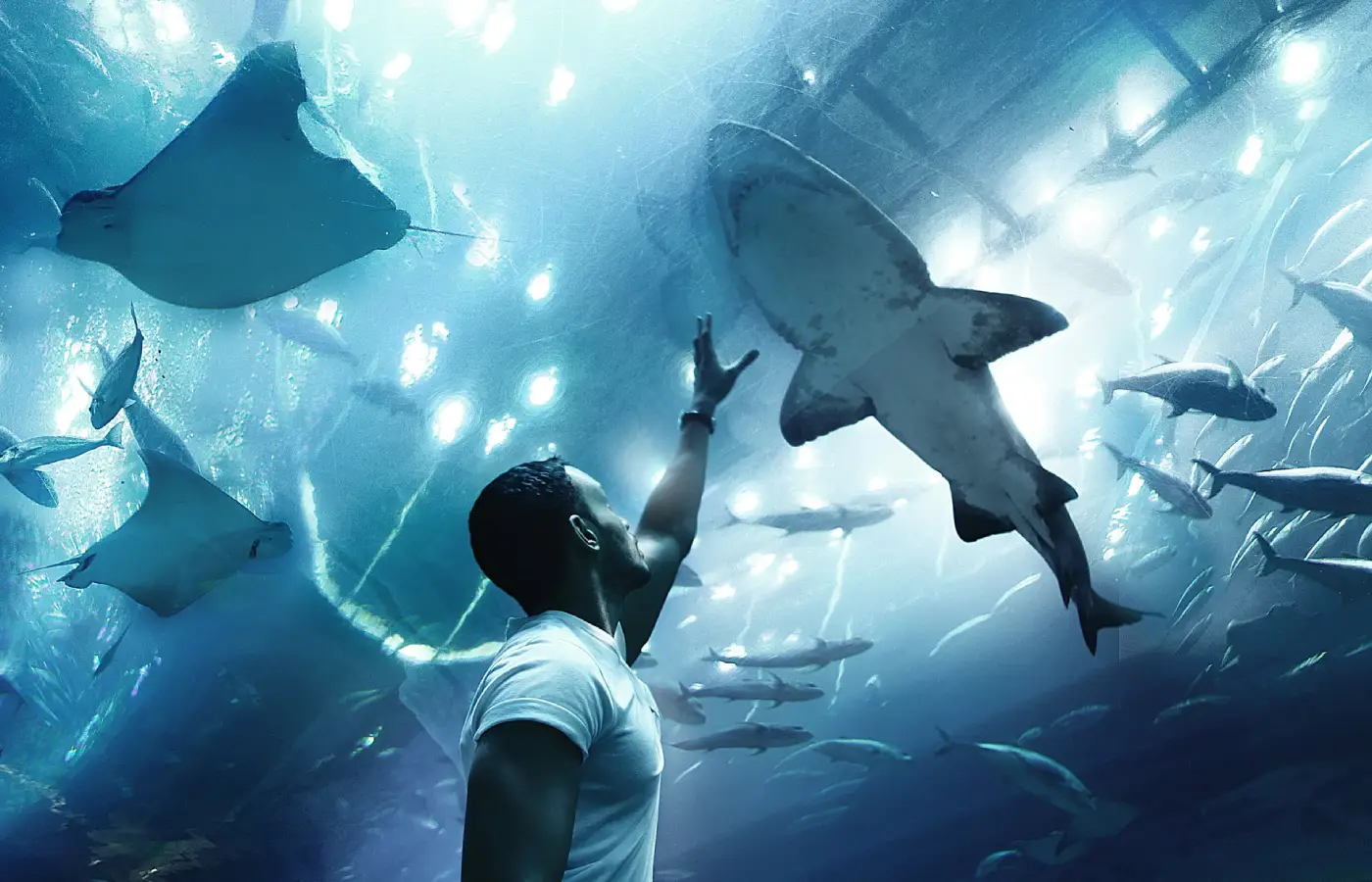 Dubai Aquarium and Underwater Zoo