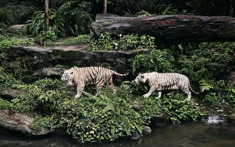 wildlife attraction in Singapore