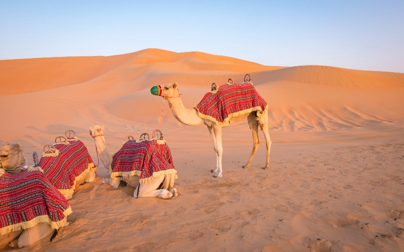 a few camels in the Dubai desert taking a break