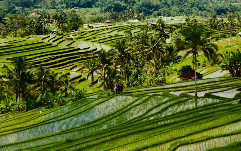 Jatiluwih Rice Terraces