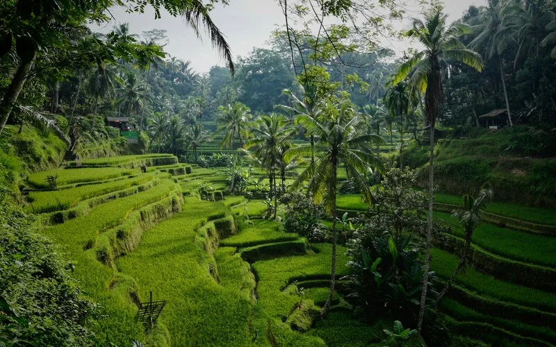 Morning nature hikes Bali