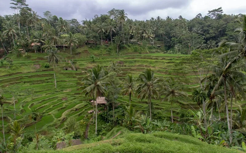 Tegalalang Rice Terraces
