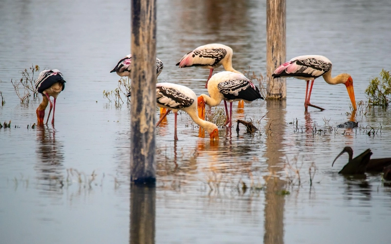 Wildlife Sanctuary Dubai