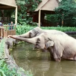 Things To Do Safari World Bangkok
