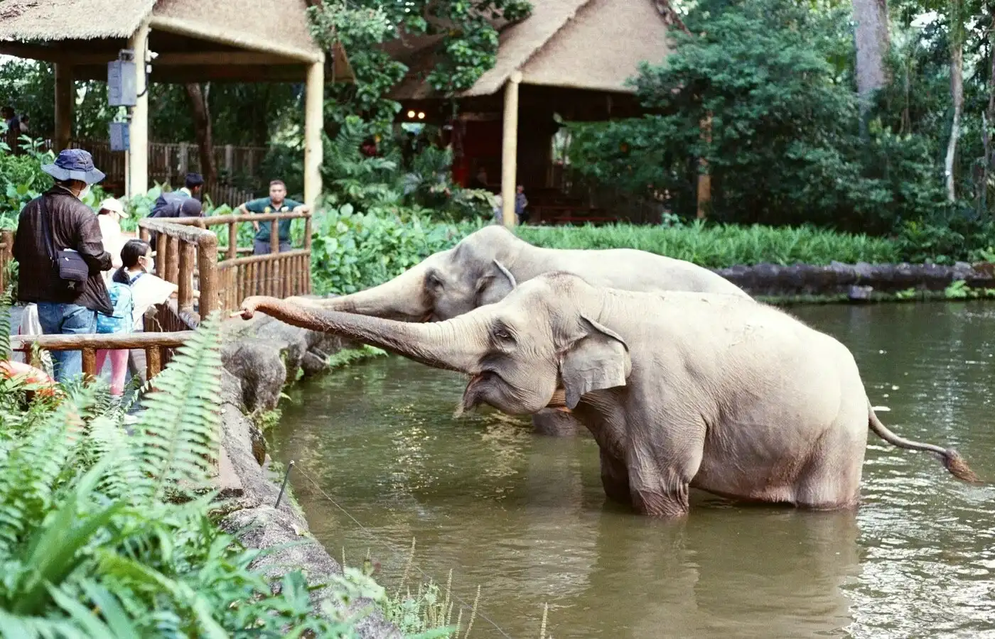 Things To Do Safari World Bangkok