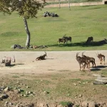 Wildlife Experience in Singapore