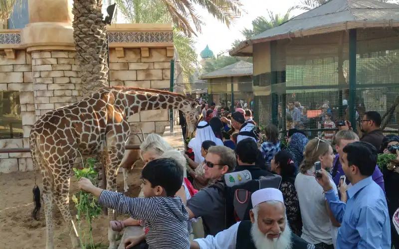 Giraffe in Emirates park zoo Abu Dhabi.